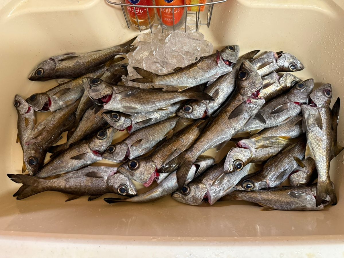 RGB444さんの釣果 1枚目の画像