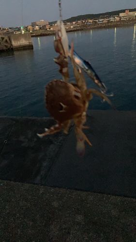 ワタリガニの釣果
