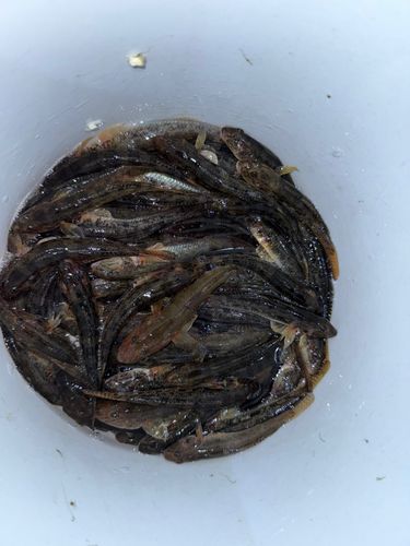 マハゼの釣果