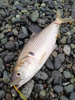 コノシロの釣果