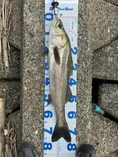 スズキの釣果