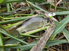 フナの釣果