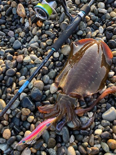 アオリイカの釣果