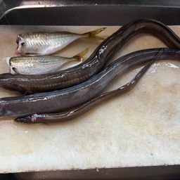アナゴ