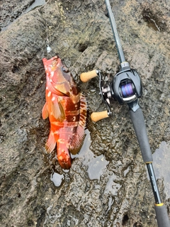 アカハタの釣果