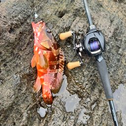 アカハタ