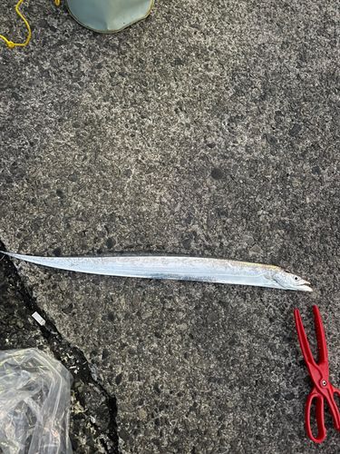 志布志湾