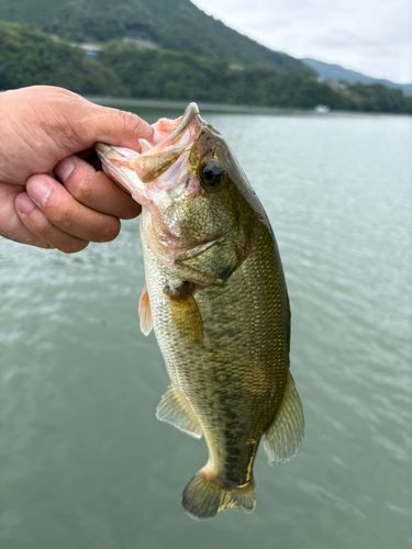 相模湖