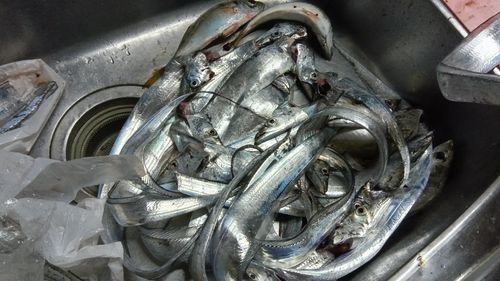 タチウオの釣果