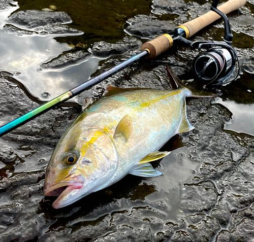 ショゴの釣果