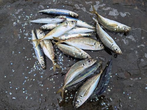 アジの釣果