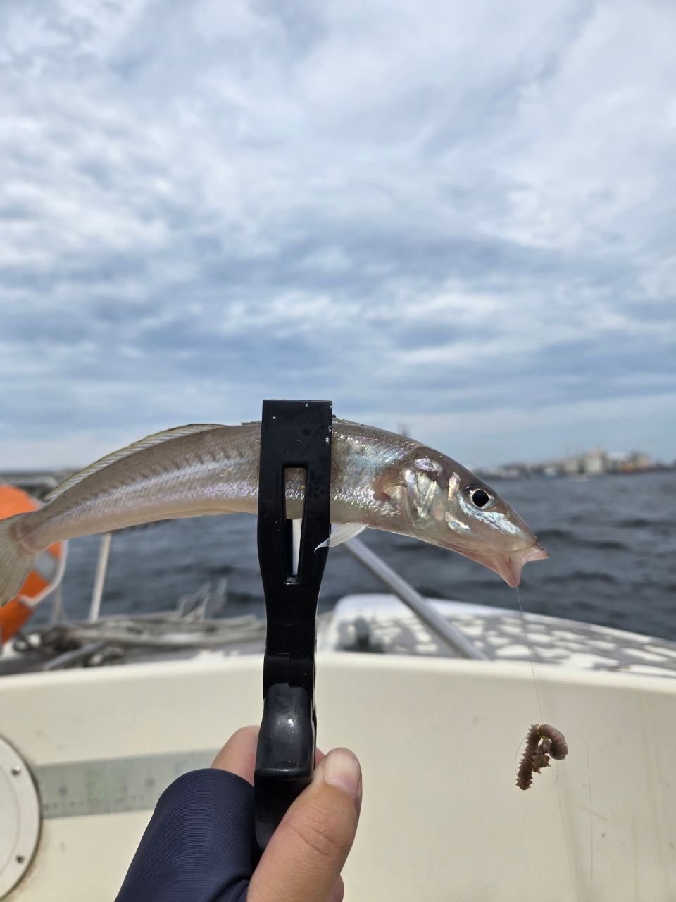 CHIYORIさんの釣果 1枚目の画像