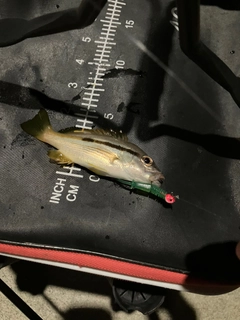 ヨコスジフエダイの釣果