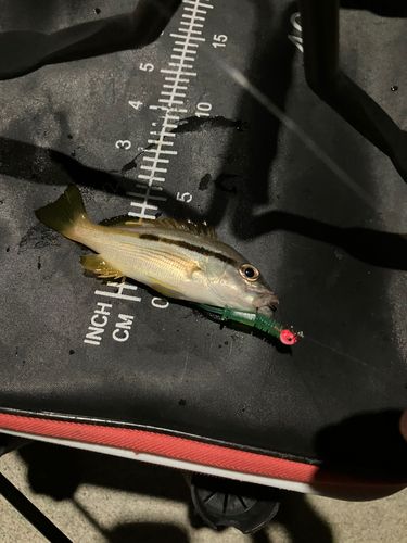 ヨコスジフエダイの釣果