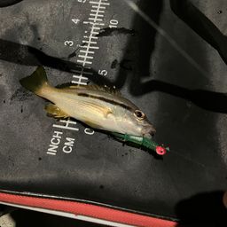 ヨコスジフエダイ