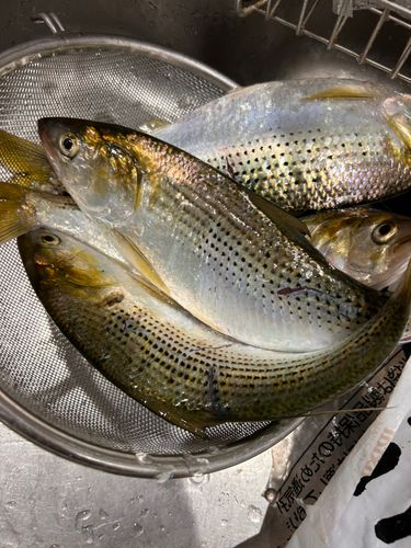 コノシロの釣果