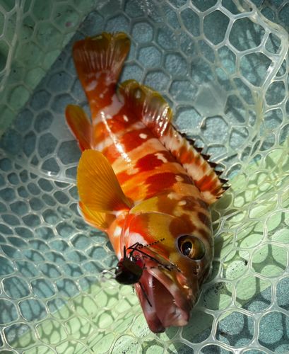 アカハタの釣果
