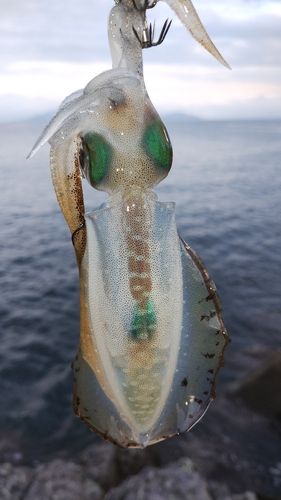 越前海岸