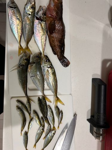 アジの釣果