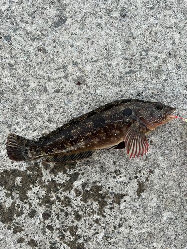 アイナメの釣果