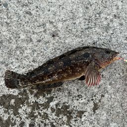 アイナメ