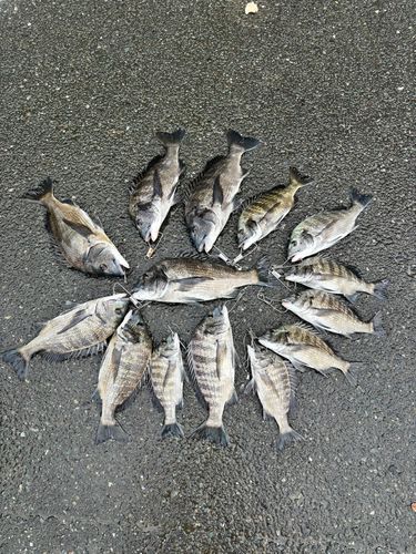クロダイの釣果