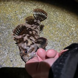 オウゴンムラソイ