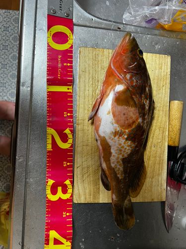 アコウの釣果