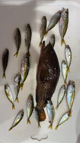 アジの釣果