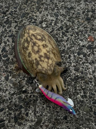 コウイカの釣果