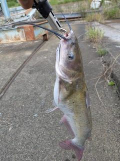 アメリカナマズの釣果