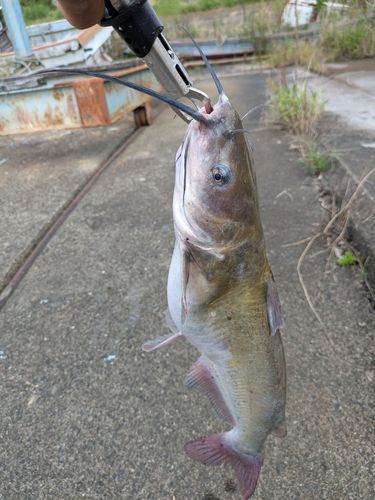アメリカナマズの釣果