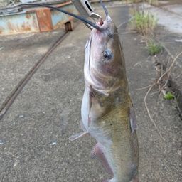 アメリカナマズ