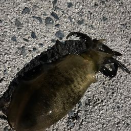 アオリイカ