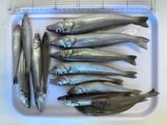 キスの釣果