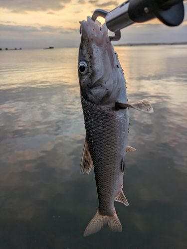 霞ヶ浦
