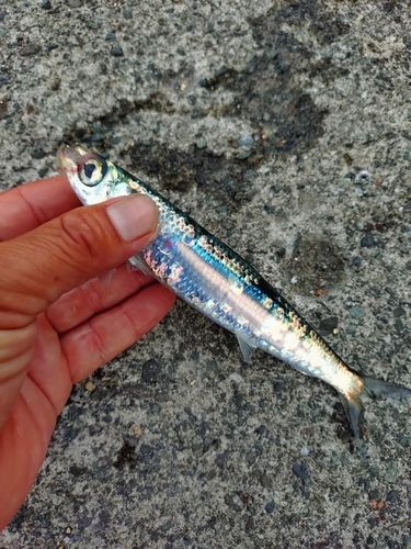 ウルメイワシの釣果