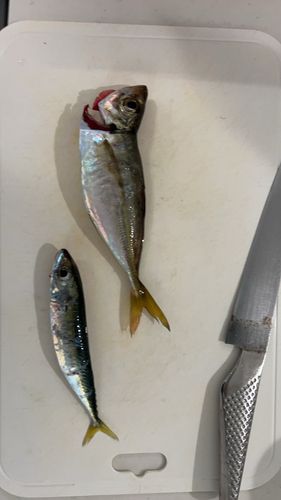 サバの釣果