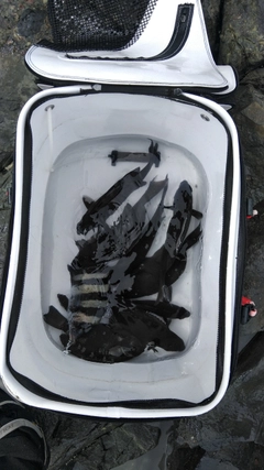 オナガグレの釣果