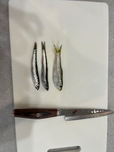 イワシの釣果