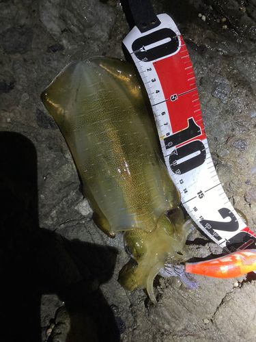 アオリイカの釣果