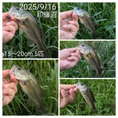 ブラックバスの釣果