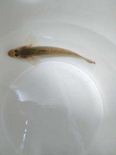 マハゼの釣果