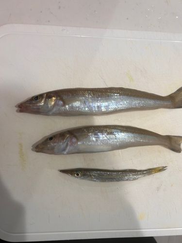シロギスの釣果