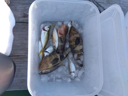 アオハタの釣果