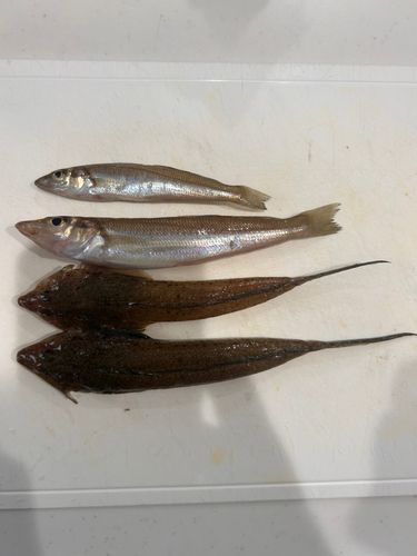 メゴチの釣果