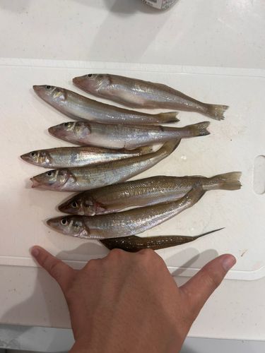 シロギスの釣果