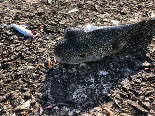 クサフグの釣果