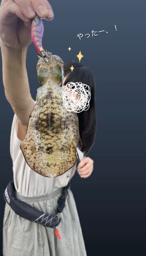 的矢湾