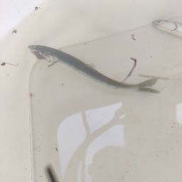 カタクチイワシ